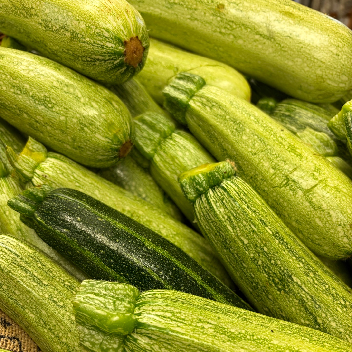 Courgettes Corses