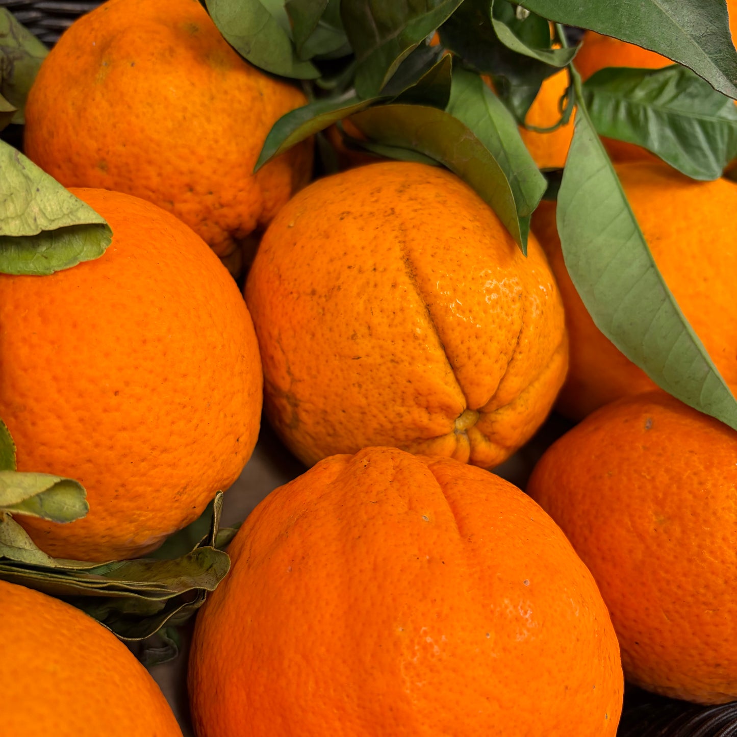 Oranges Corses