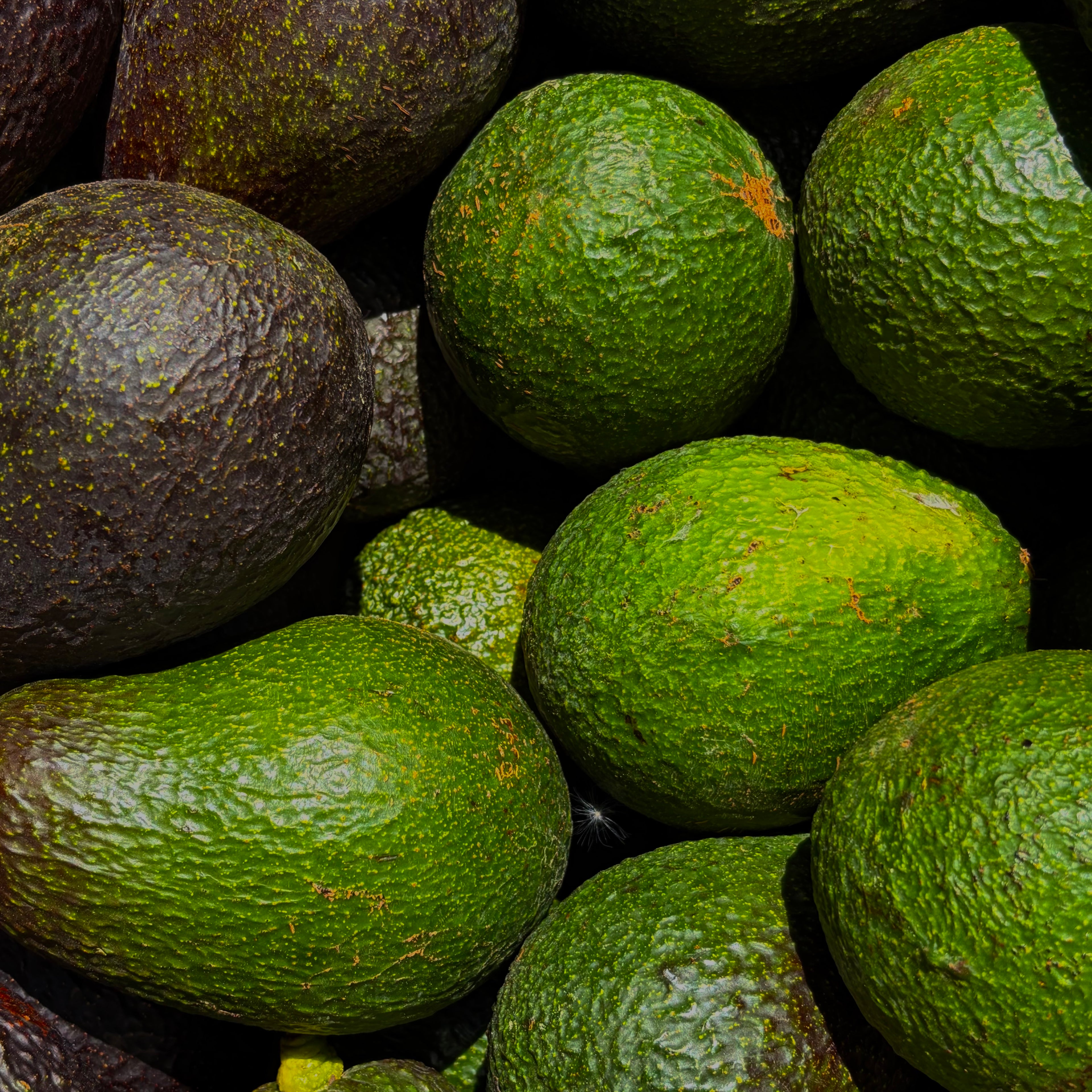 Avocat Corse Bio - U Pratellucciu