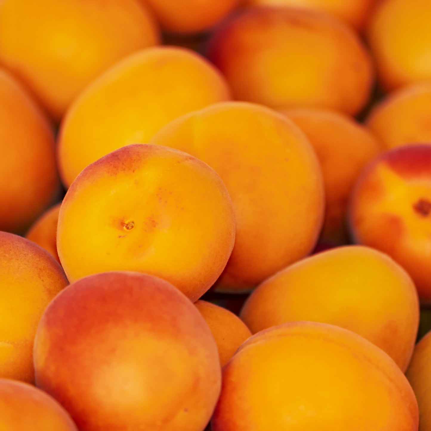 Abricots Corses - Fin mai