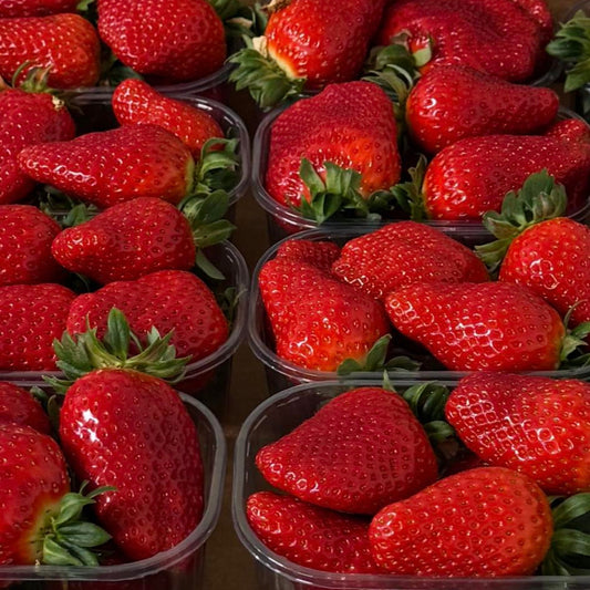 Fraises Corses Bio