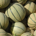Melon Corse
