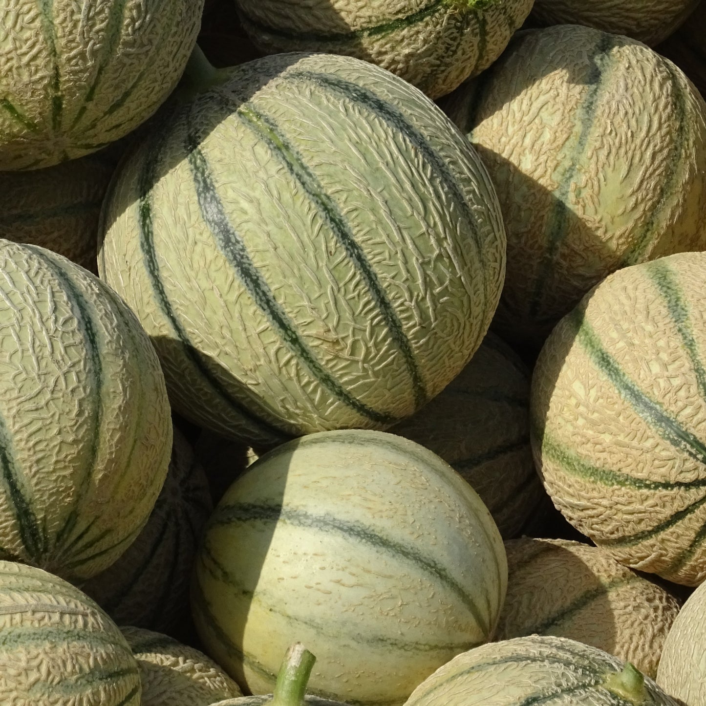 Melon Corse - Mi-juin