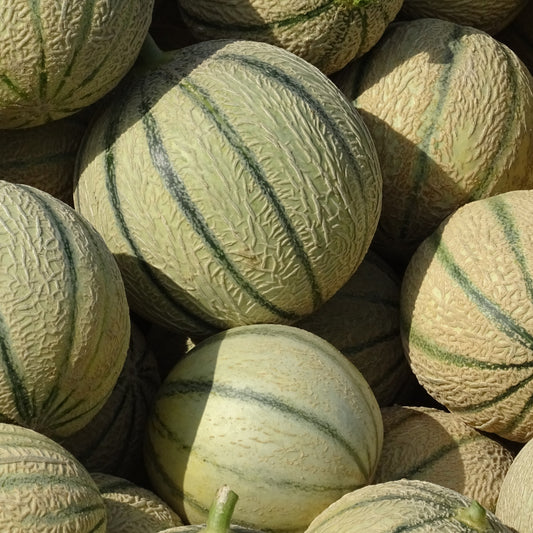 Melon Corse - Mi-juin